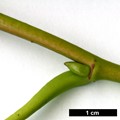 SpeciesSub: subsp. heterophylla